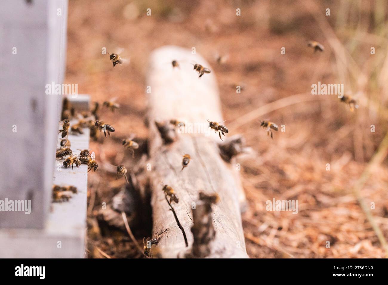 Api da miele che volano vicino all'alveare nell'apiario Foto Stock