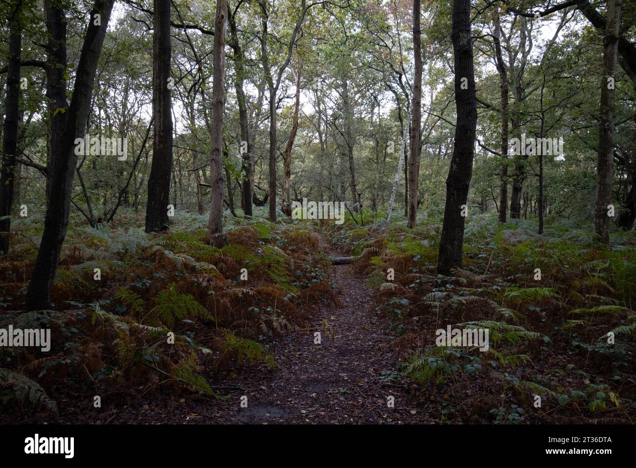 Colori autunnali a Wimbledon Common, Southwest London, Inghilterra, Regno Unito Foto Stock