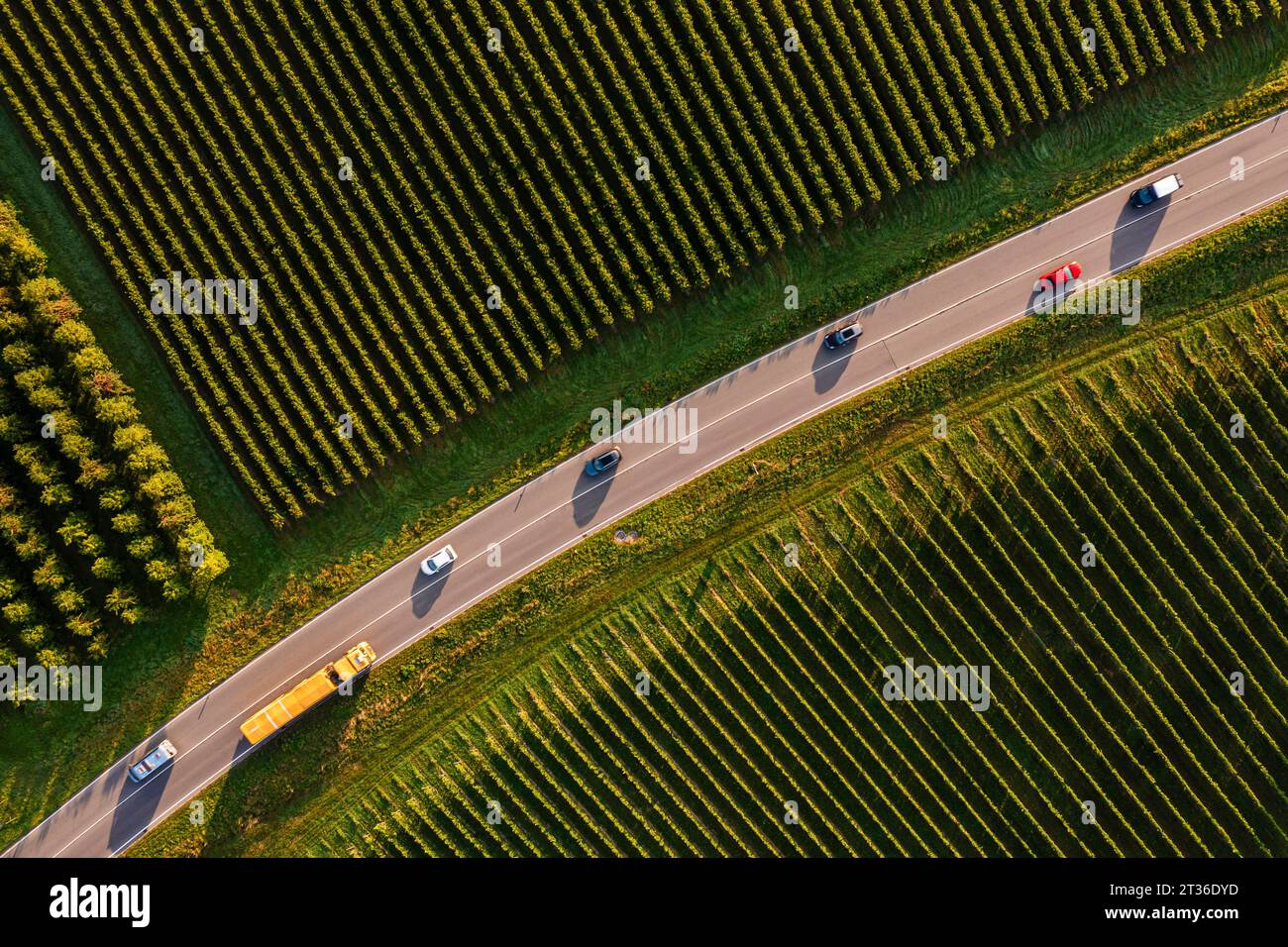 Germania, Baden-Wurttemberg, vista aerea del traffico lungo la strada di campagna che si estende tra i vigneti Foto Stock