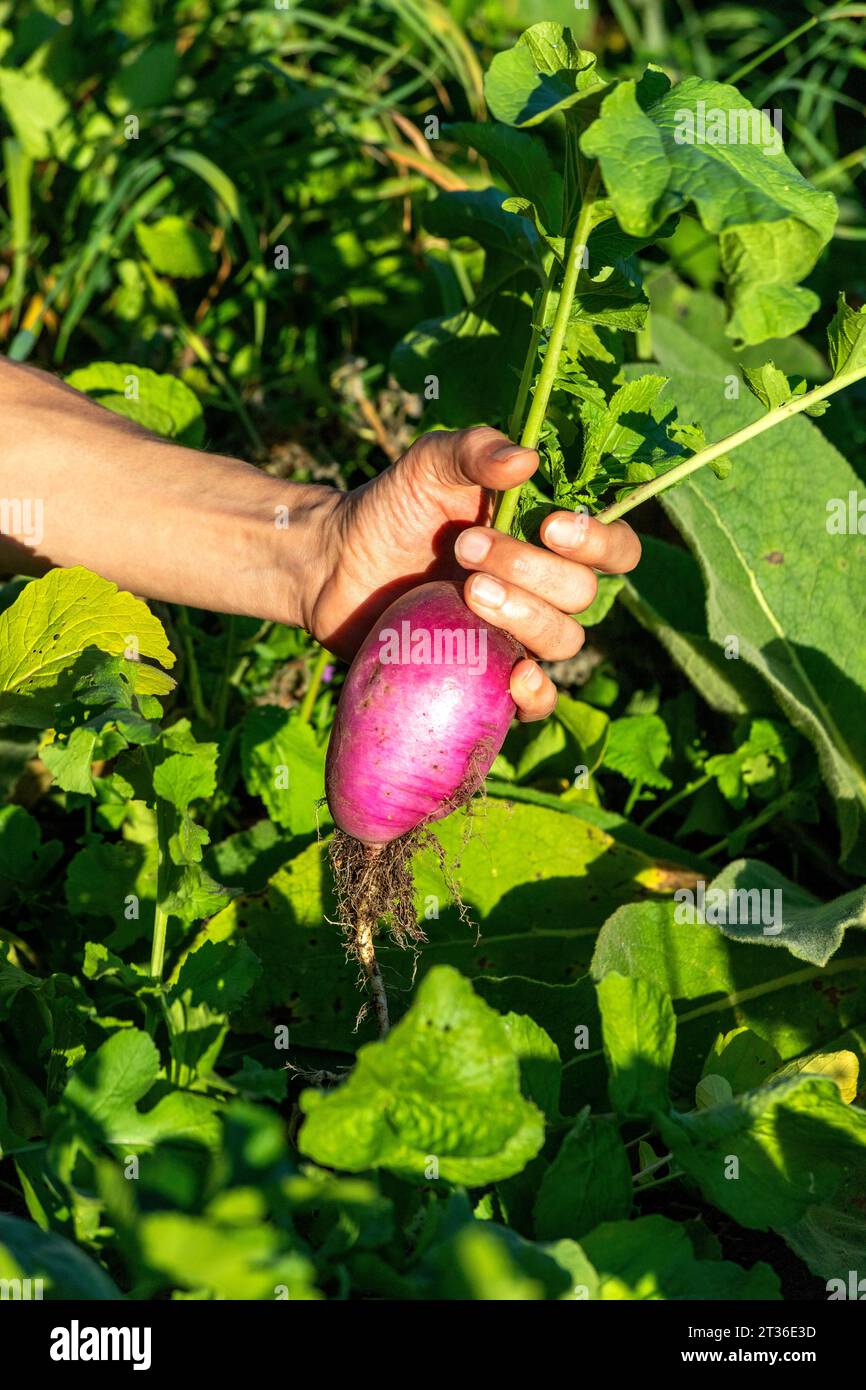 Mano di una donna che tiene barbabietola appena raccolta Foto Stock