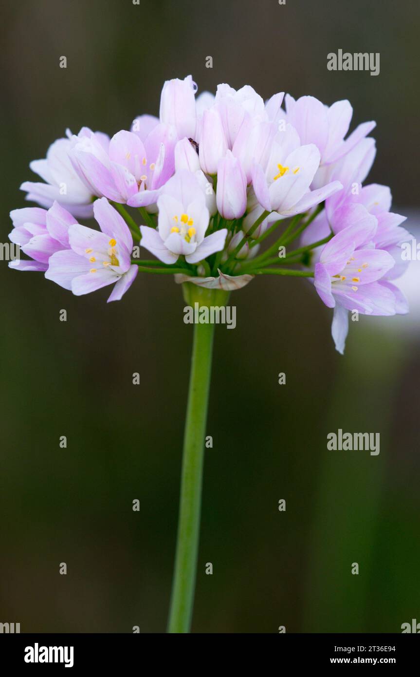 Fiori d'aglio rosati. Flores de ajo rosado Foto Stock