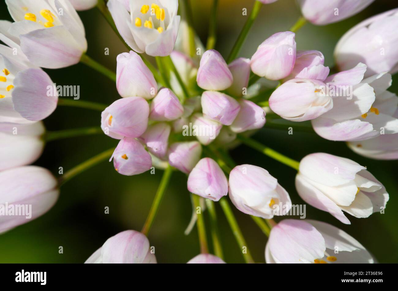 Fiori d'aglio rosati. Flores de ajo rosado Foto Stock