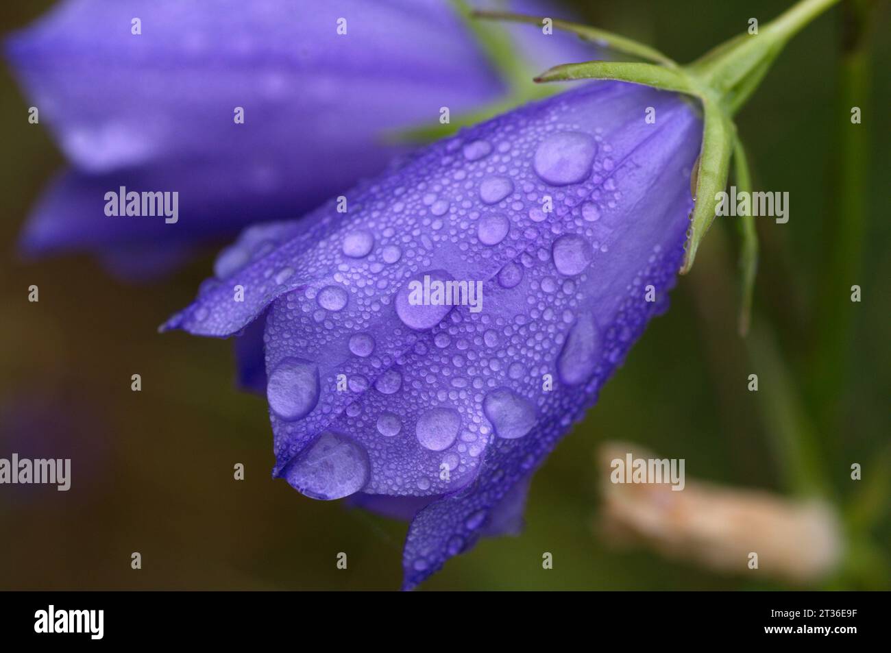 Harebell con gocce di rugiada. Campánula con gotas de rocio Foto Stock