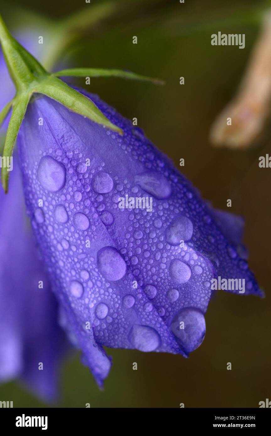Harebell con gocce di rugiada. Campánula con gotas de rocio Foto Stock