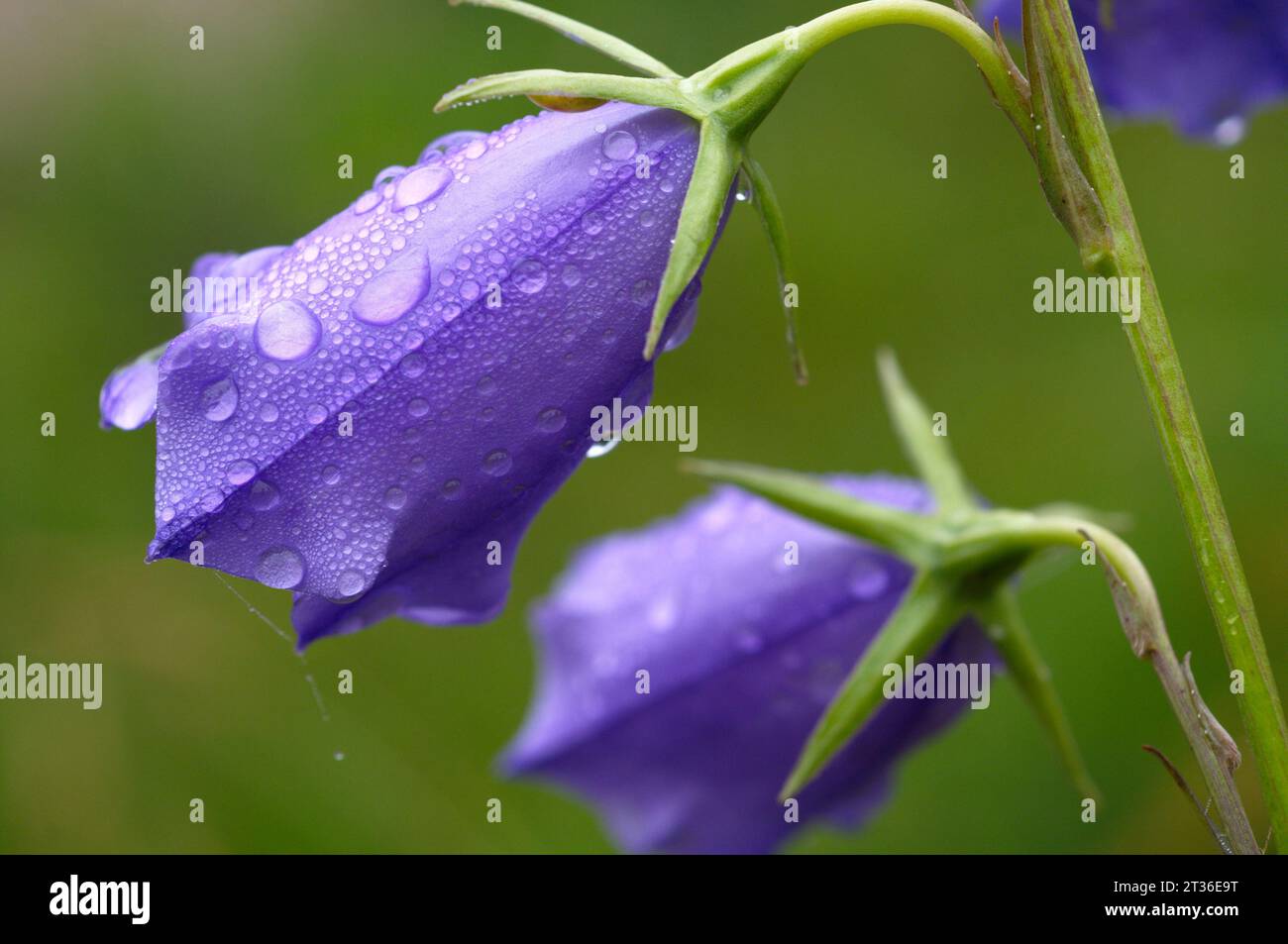 Harebell con gocce di rugiada. Campánula con gotas de rocio Foto Stock
