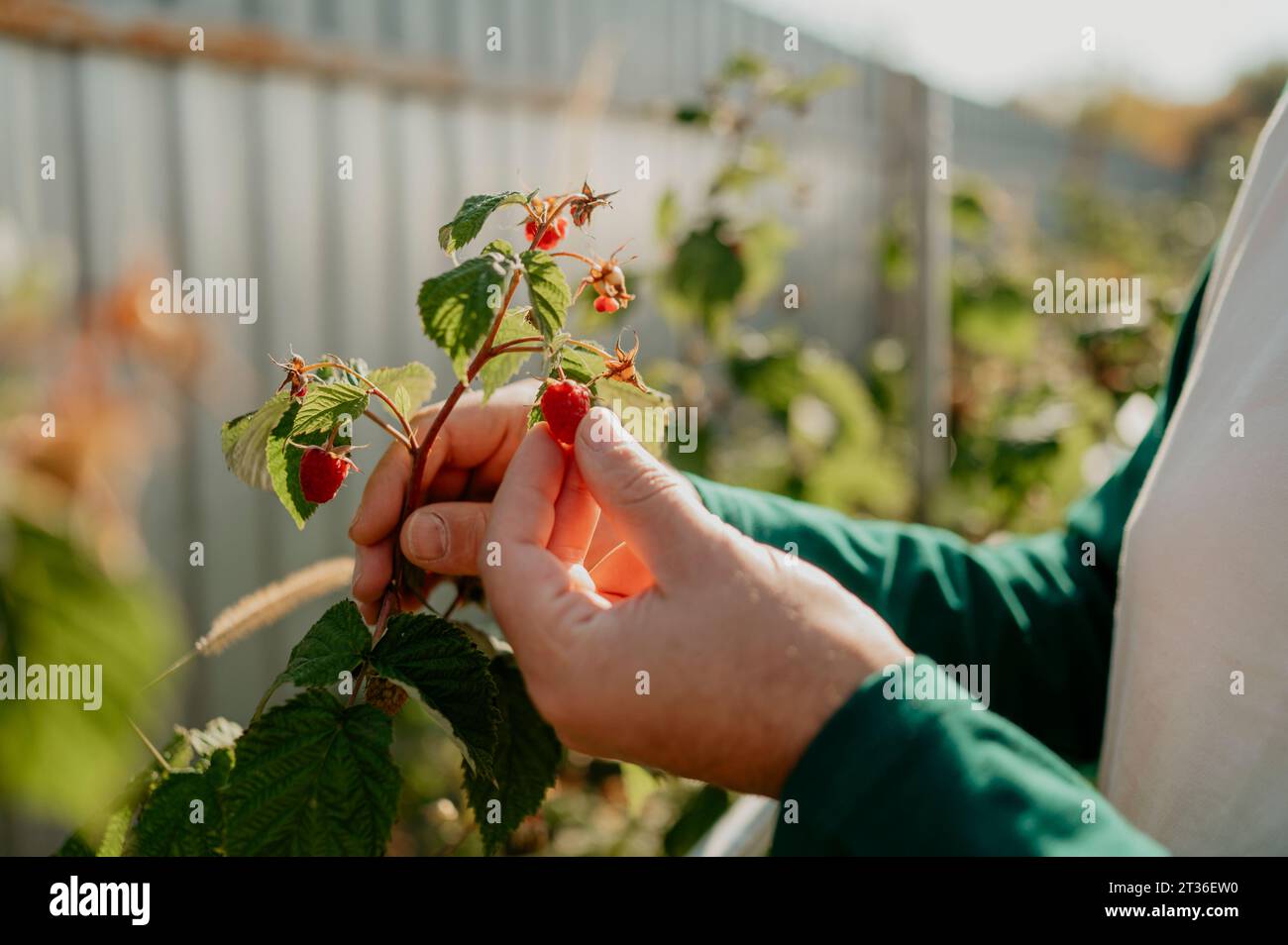 Mano dell'uomo che raccoglie lamponi in giardino Foto Stock