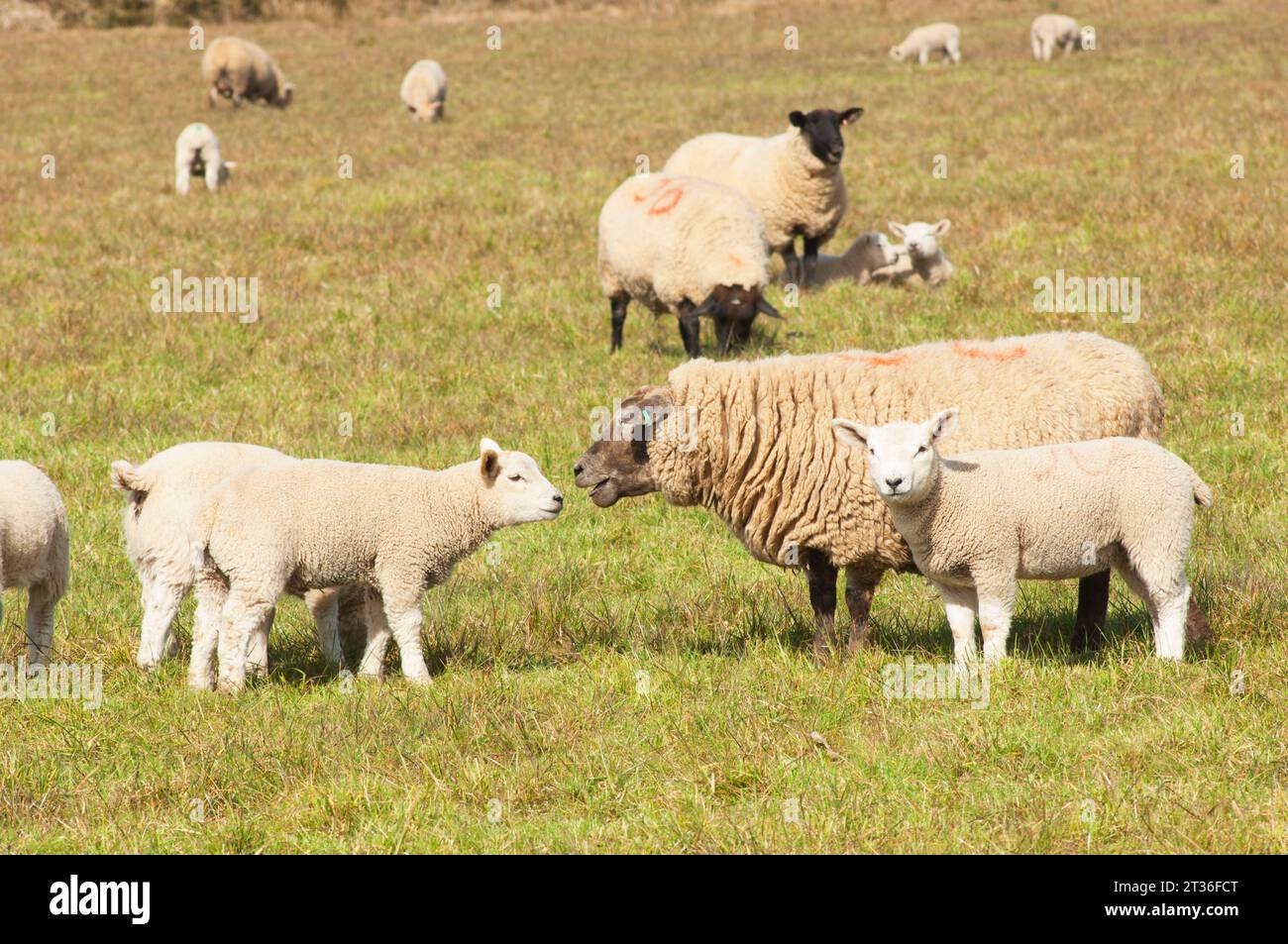 Gregge di pecore e agnelli al sole primaverile - John Gollop Foto Stock