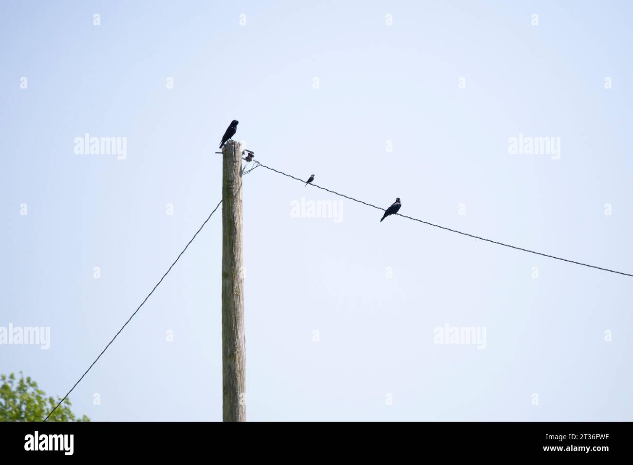 Coppia di corvi di Chihauhuan (Corvus cryptoleucus) con un cowbird dalla testa marrone (Molothrus ater) su un filo Foto Stock