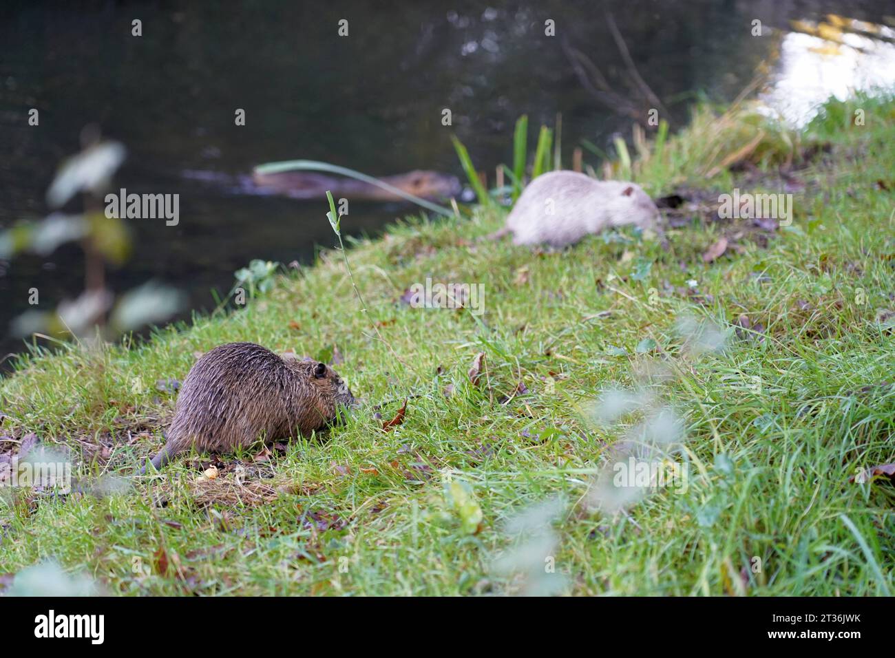 Die aus Südamerika stammende Nagetierart nutria Myocastor coypus, auch als Biberratte, Sumpfbiber, Schweifbiber oder Schweifratte bezeichnet, findet ihren Lebensraum manchmal auch in Städten. Hier zwei nutria-Jungtiere in einem GrünGürtel in Brema-Hemelingen, ohne jede Scheu vor Menschen. Im Hintergrund kommt ein Elterntier angeschwommen. Die Tierfamilie Hat ihren Bau am Gärtnerhoffleet angelegt, einem breiten Graben mit Uferböschung. Deichschützer sehen in Nutrias eine Gefahr für den Hochwasserschutz, weil sie Deiche unterhöhlen. *** La specie di roditore nutria Myocastor coypus, nota anche come Foto Stock