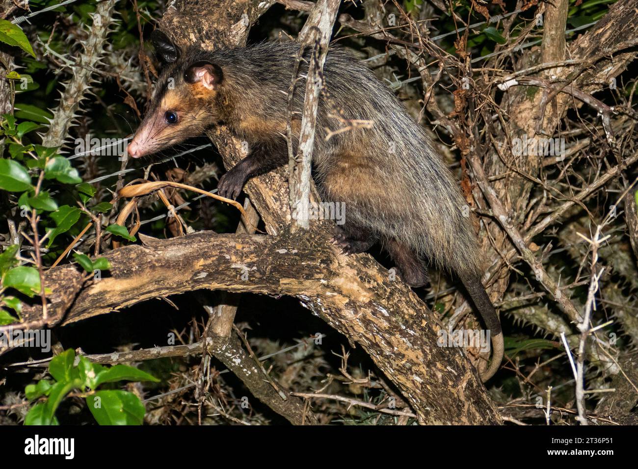 Gli opossum sono membri dell'ordine marsupiale Didelphimorphia endemico delle Americhe. Foto Stock