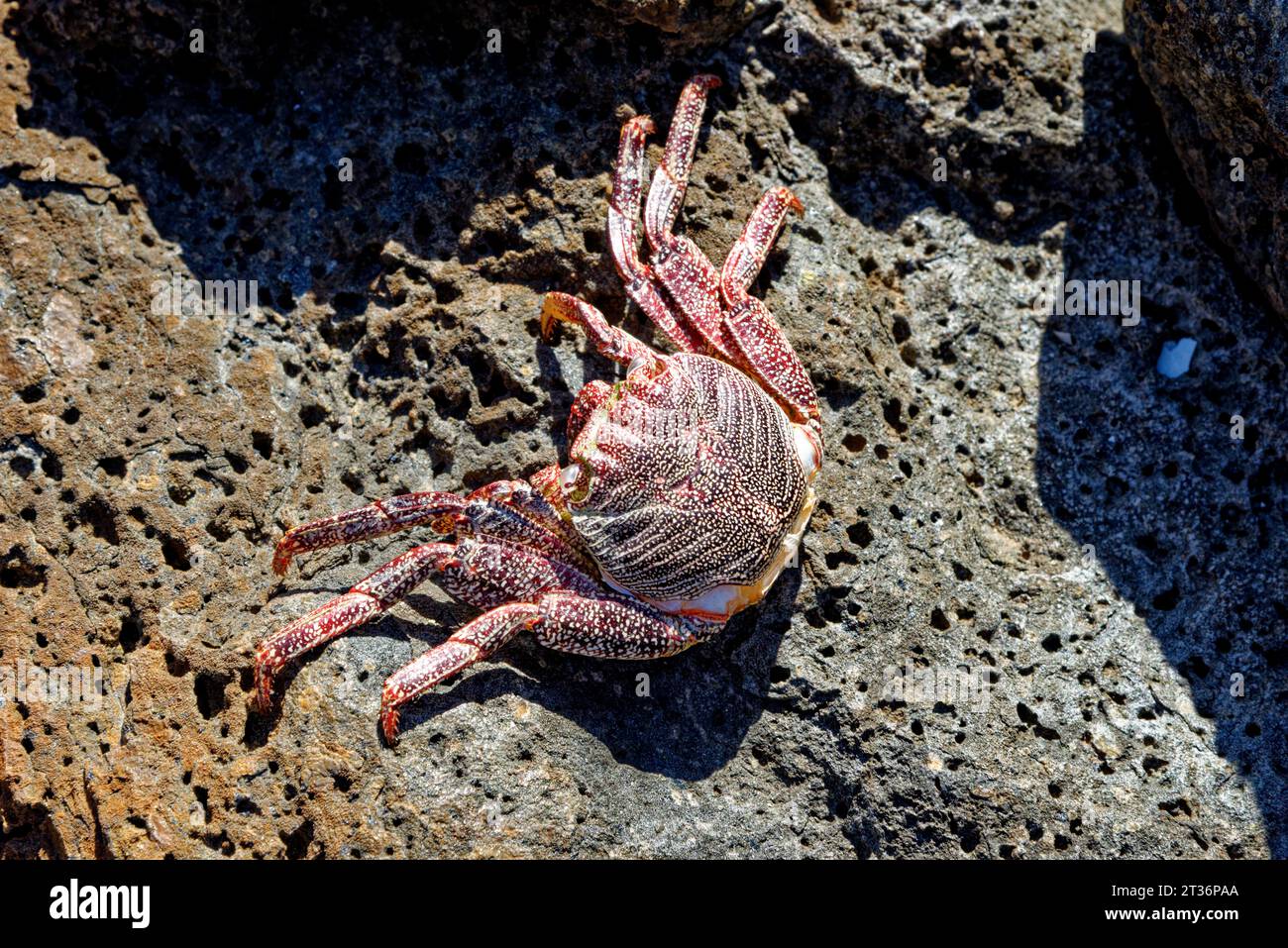 Granchio Atlantico (Grapsus grapsus adscensionis) adagiato su una roccia all'interno di una grotta, Fuerteventura, Isole Canarie, Spagna Foto Stock