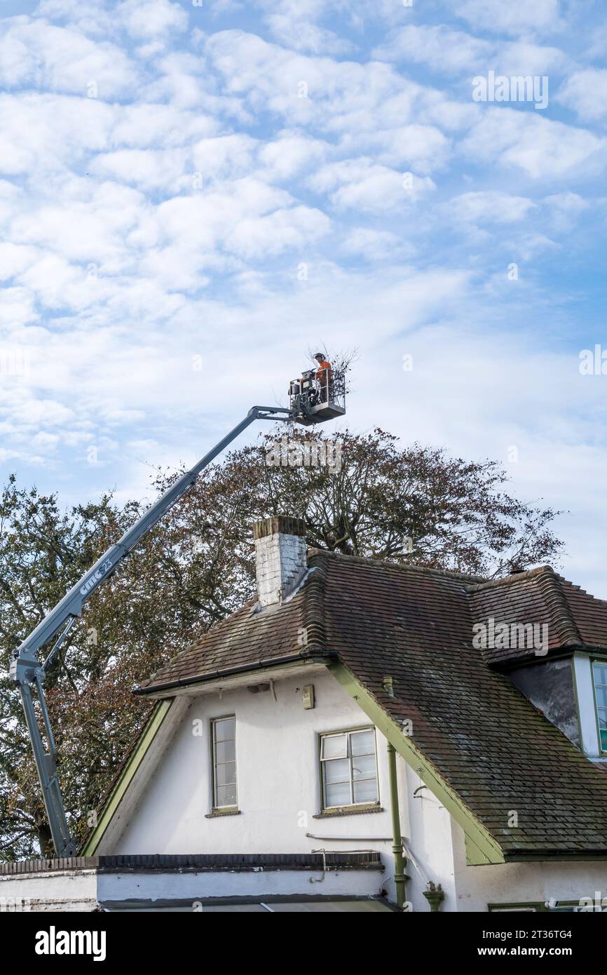 Chirurghi arboricoli che operano ad alto livello, Cherry Willingham, Lincoln, Lincolnshire, Inghilterra, REGNO UNITO Foto Stock