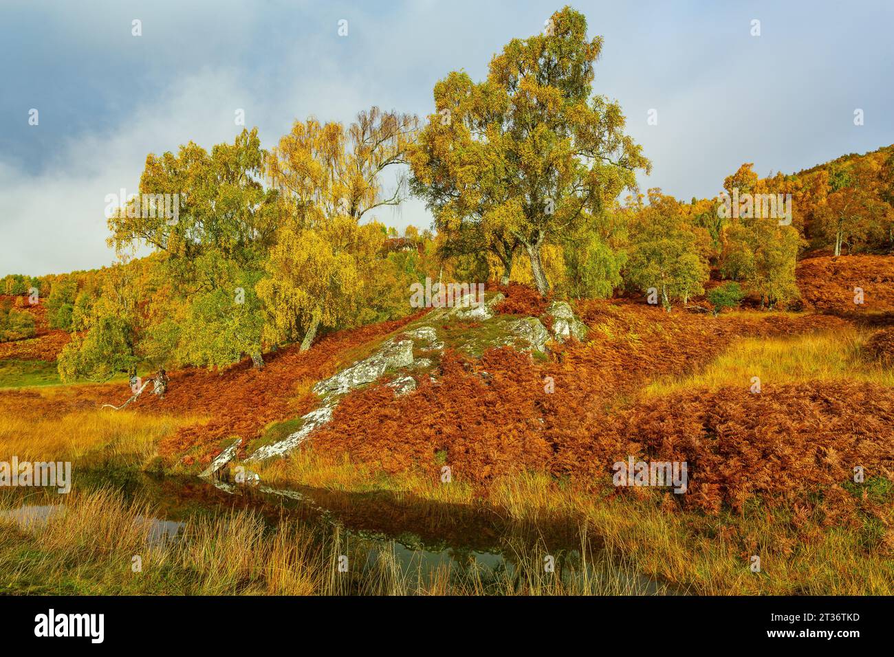 Glen Strathfarrar in autunno. Una splendida e remota valle nelle Highlands scozzesi con i colorati alberi di betulla d'argento, il risone dorato e l'erba. Foto Stock