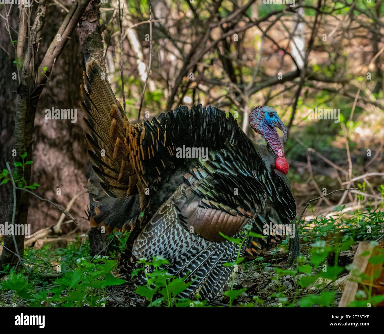 Un maschio tom turkey (Meleagris gallopavo) in piedi nei boschi in primavera nel Michigan, Stati Uniti. Foto Stock