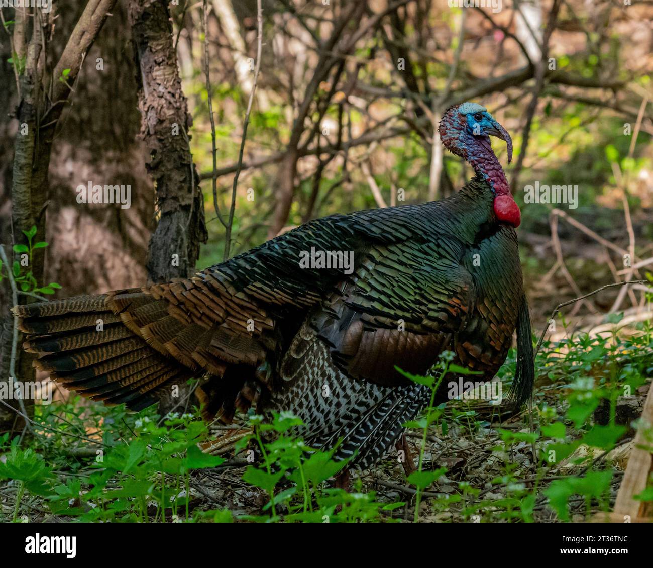 Un maschio tom turkey (Meleagris gallopavo) in piedi nei boschi in primavera nel Michigan, Stati Uniti. Foto Stock