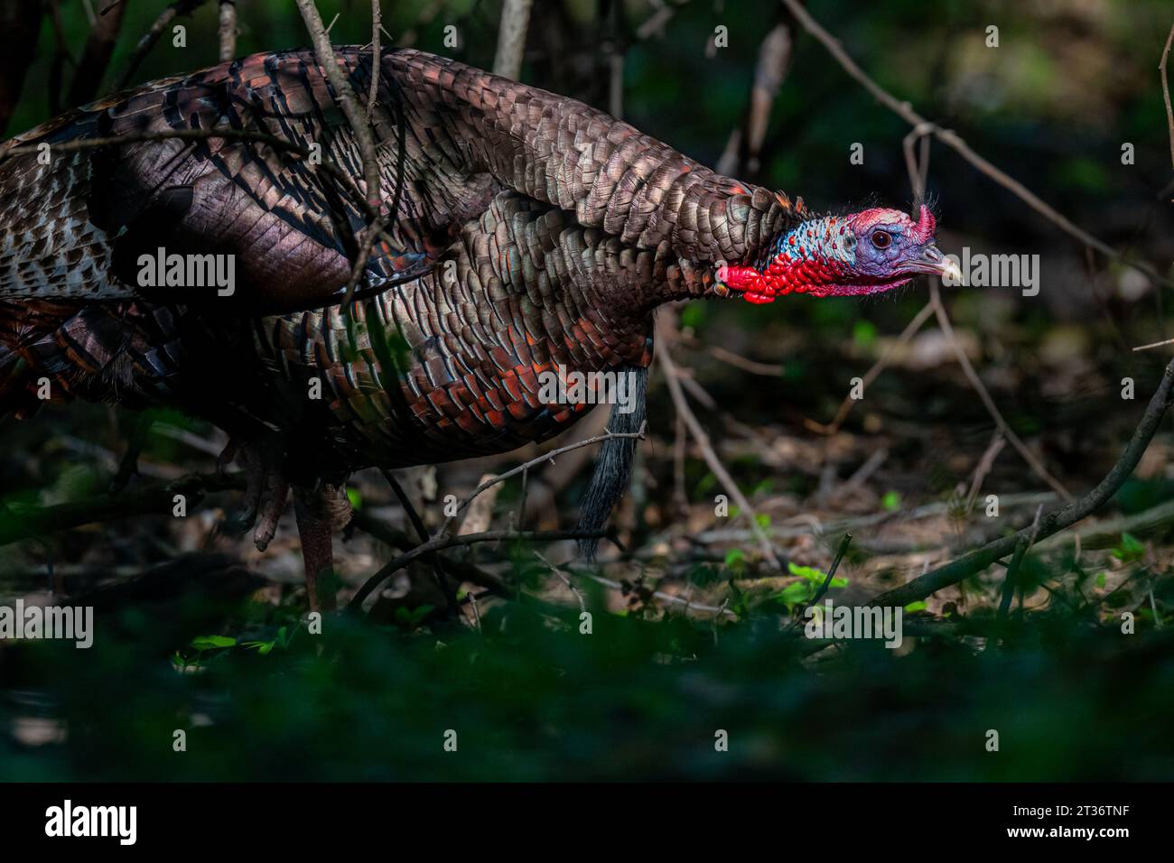 Un maschio tom turkey (Meleagris gallopavo) in piedi nei boschi in primavera nel Michigan, Stati Uniti. Foto Stock