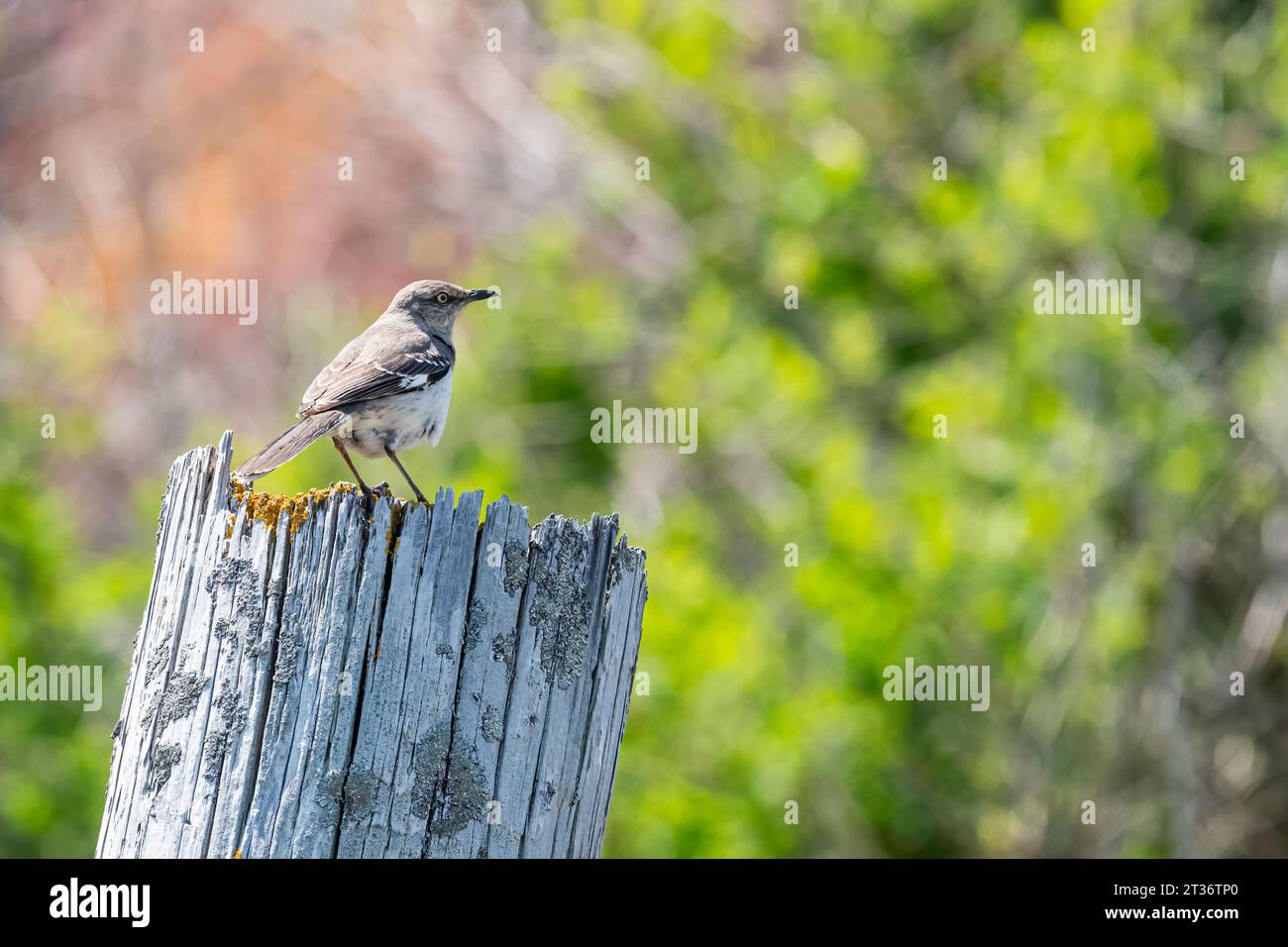 Un Mockingbird settentrionale (Mimus polyglottos) che si arrocca su un posto coperto di licheni in primavera nel Maine, Stati Uniti. Foto Stock