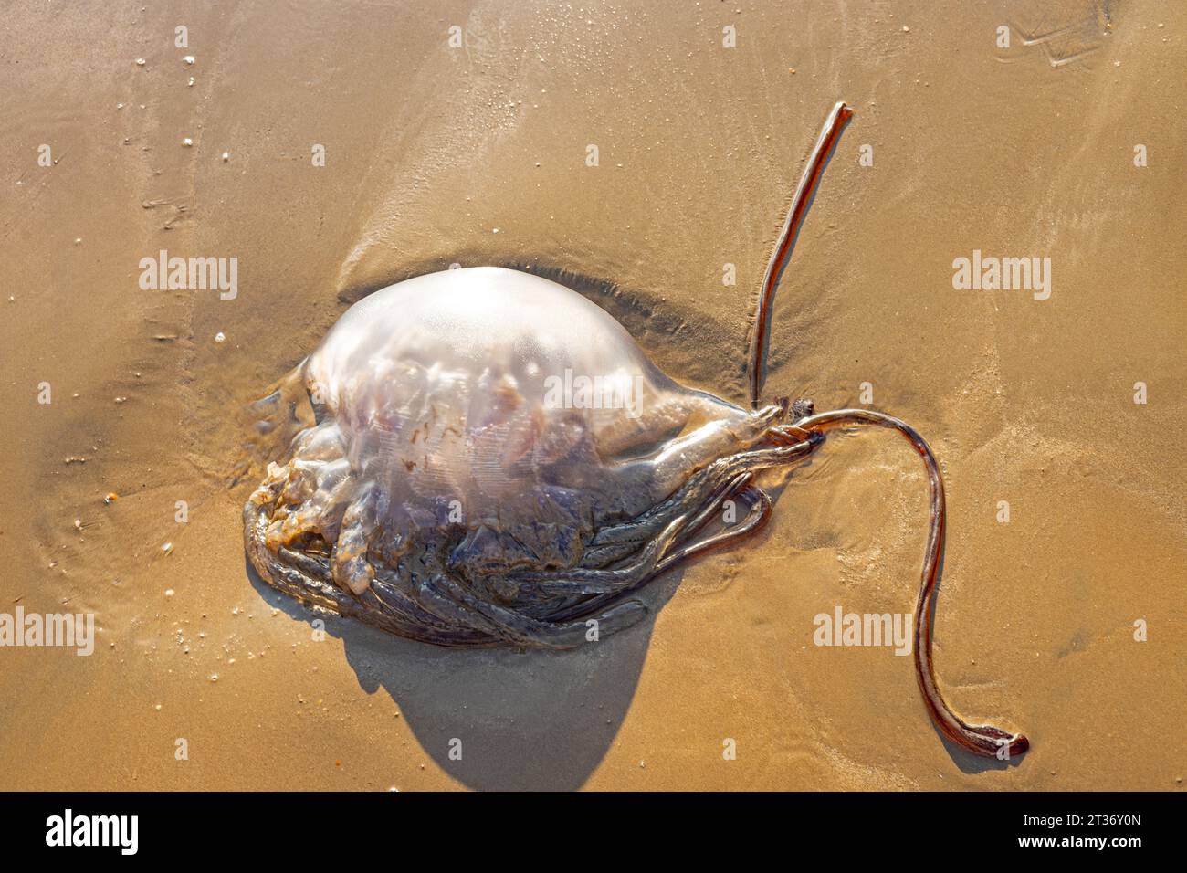 meduse morte su una spiaggia sabbiosa Foto Stock