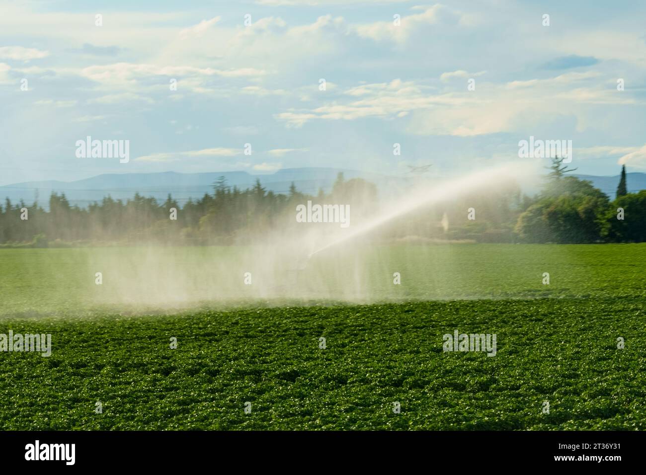 Spruzzare acqua da un sistema di irrigazione su un campo di patate in primavera. Affilatura selettiva. Foto Stock