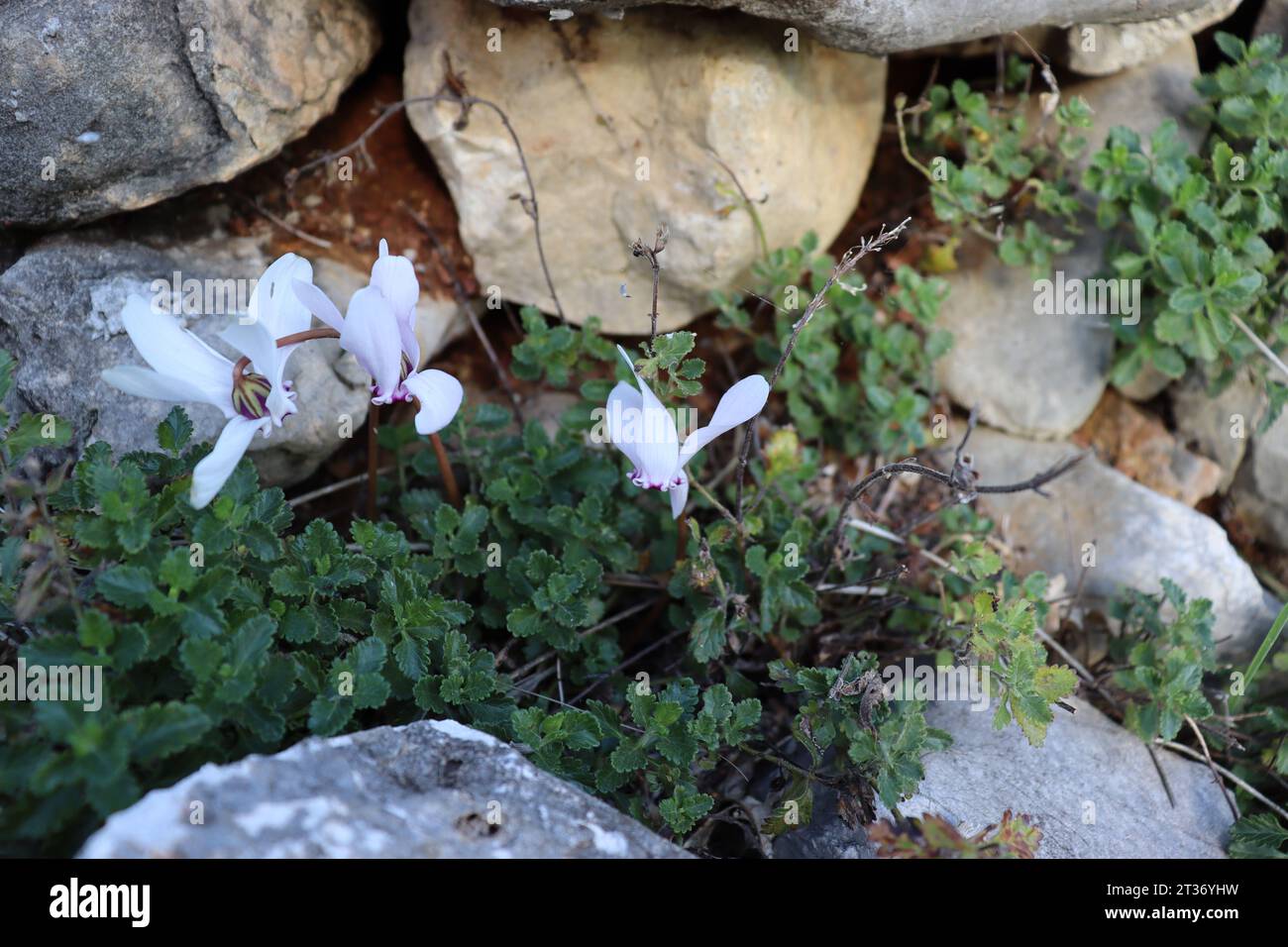 La splendida natura. Foto Stock