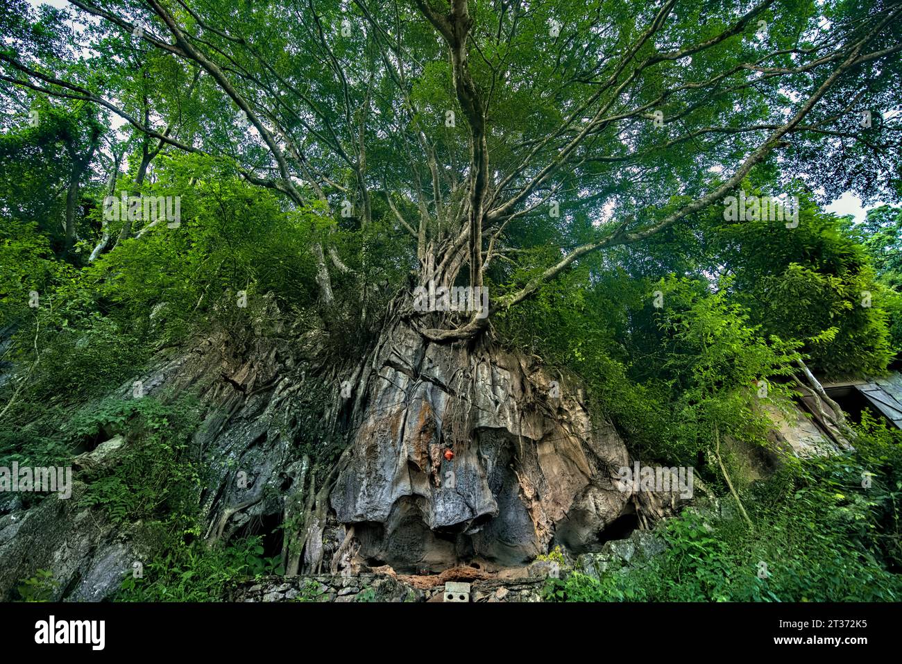 Santuario e albero Dio dell'acqua, Dong Van, ha Giang, Vietnam Foto Stock