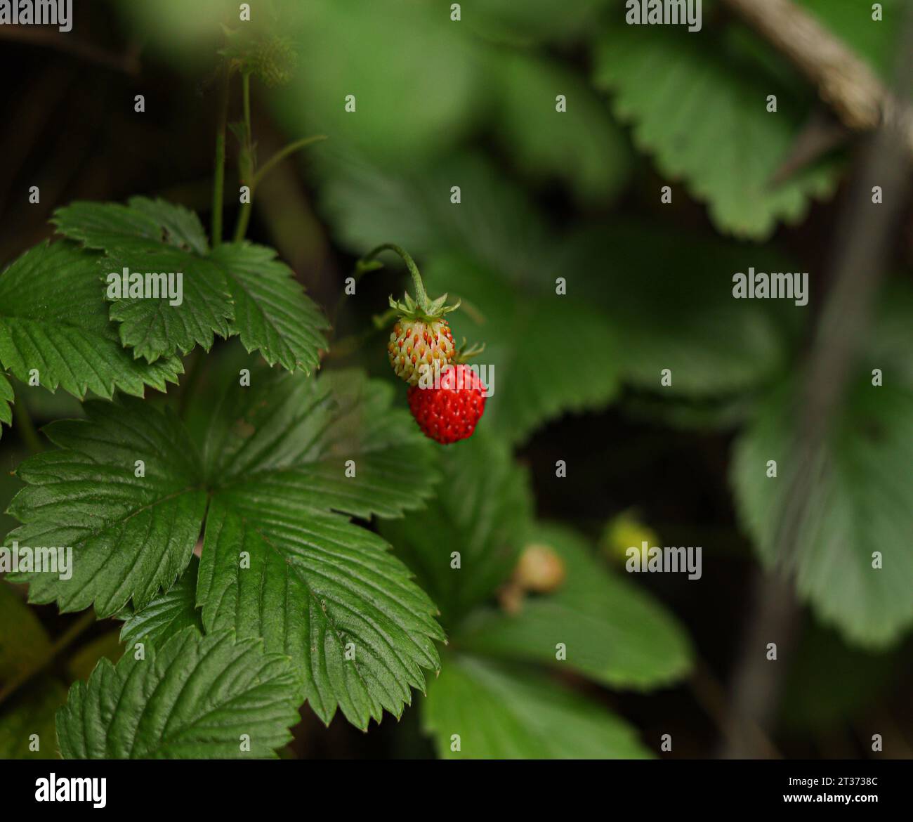 Due piccole fragole selvatiche che crescono da vicino nella foresta Foto Stock