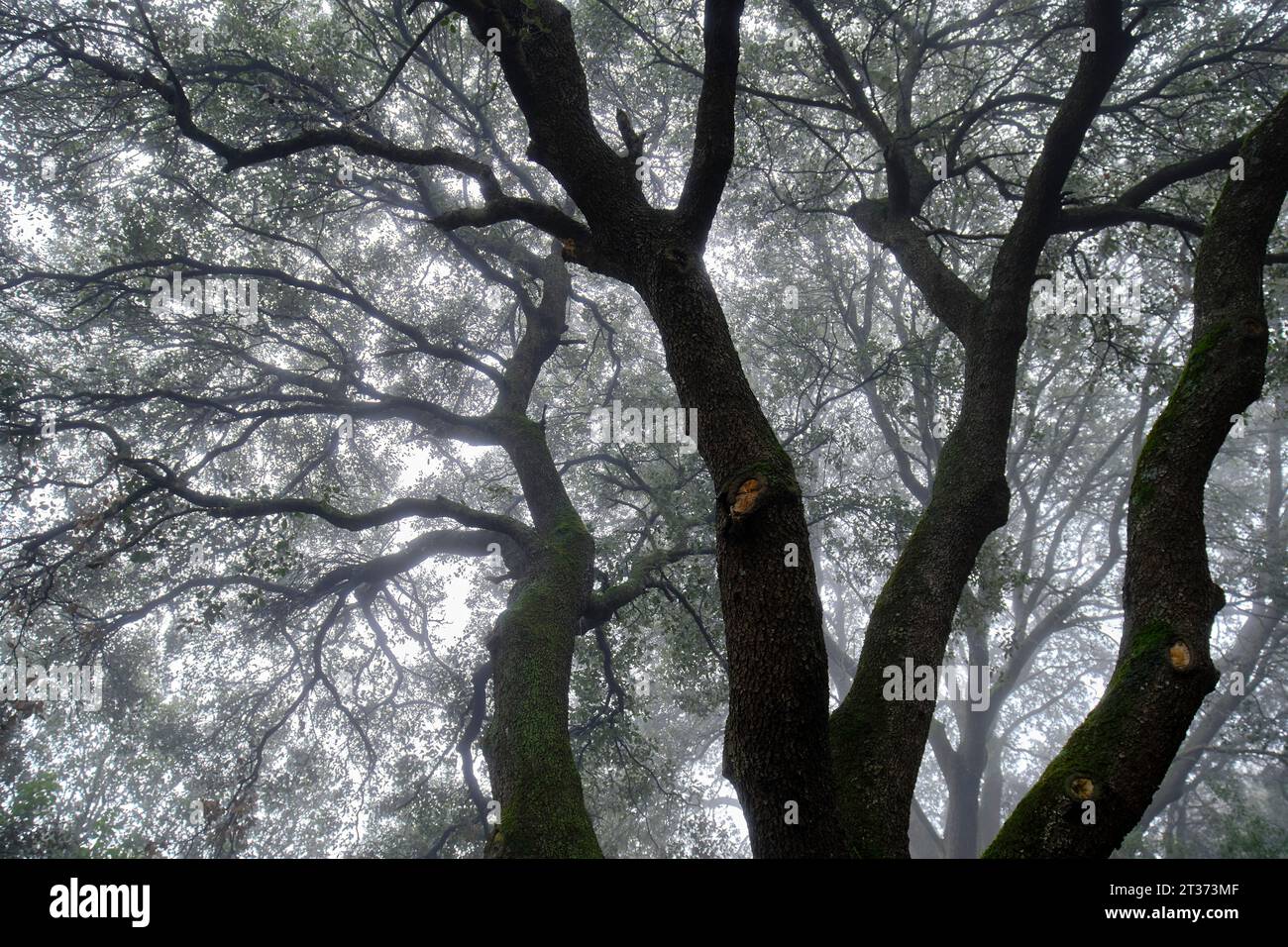 paesaggio della foresta di querce nella nebbia d'inverno. Foto Stock
