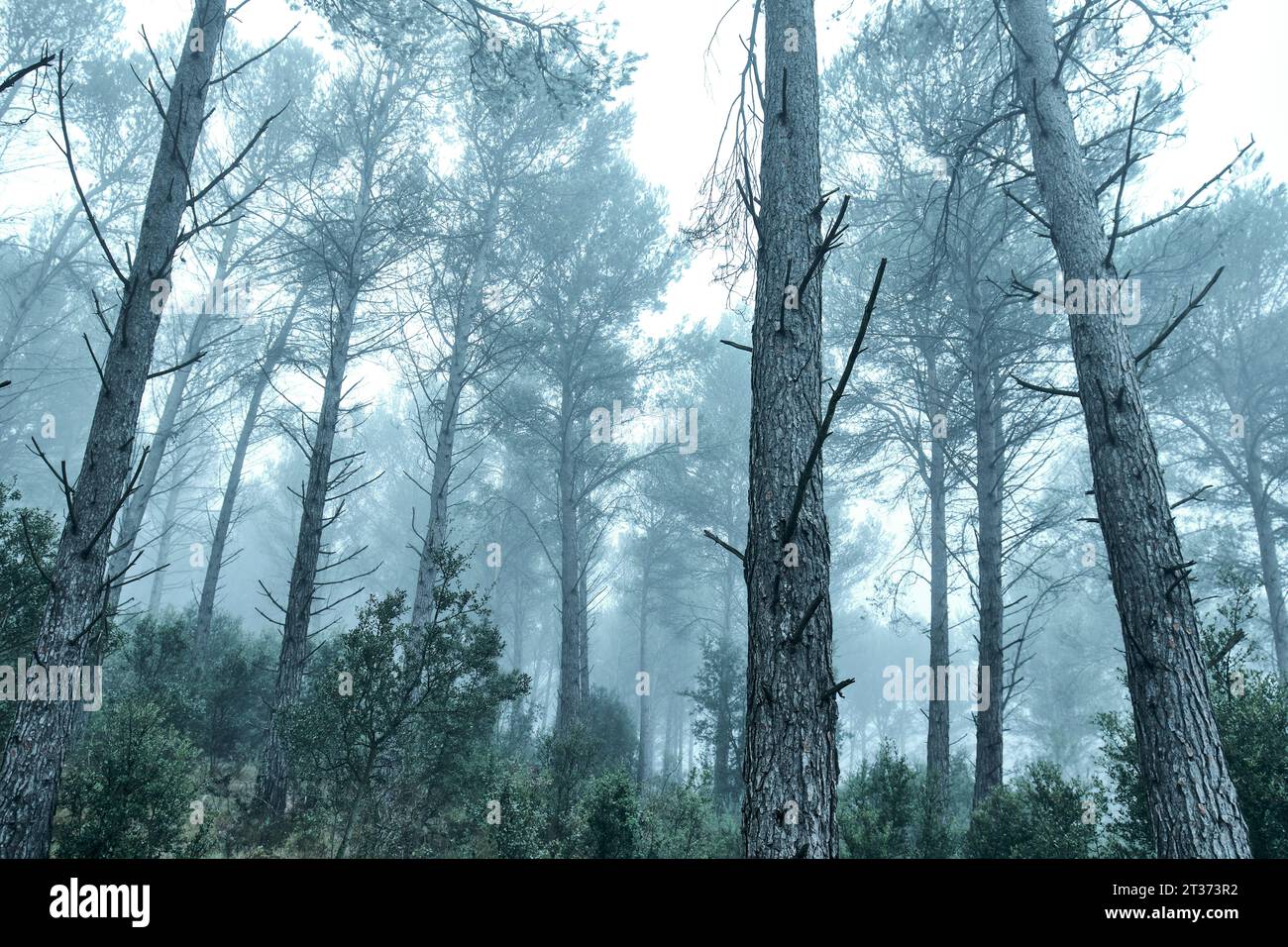 paesaggio della foresta di pini nella nebbia d'inverno. Foto Stock