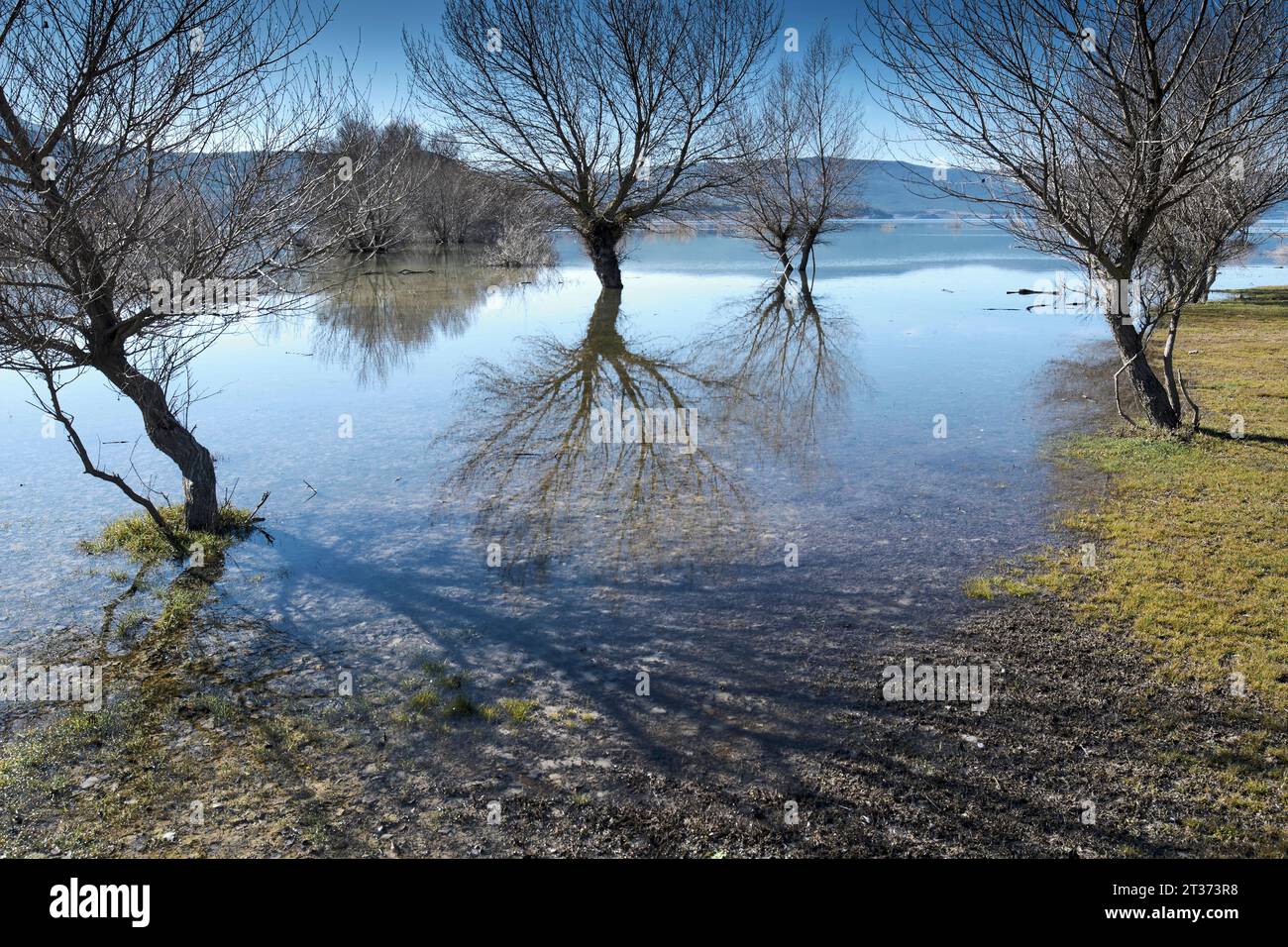 Gli alberi e il loro riflesso sulla riva di un lago allagato. Foto Stock