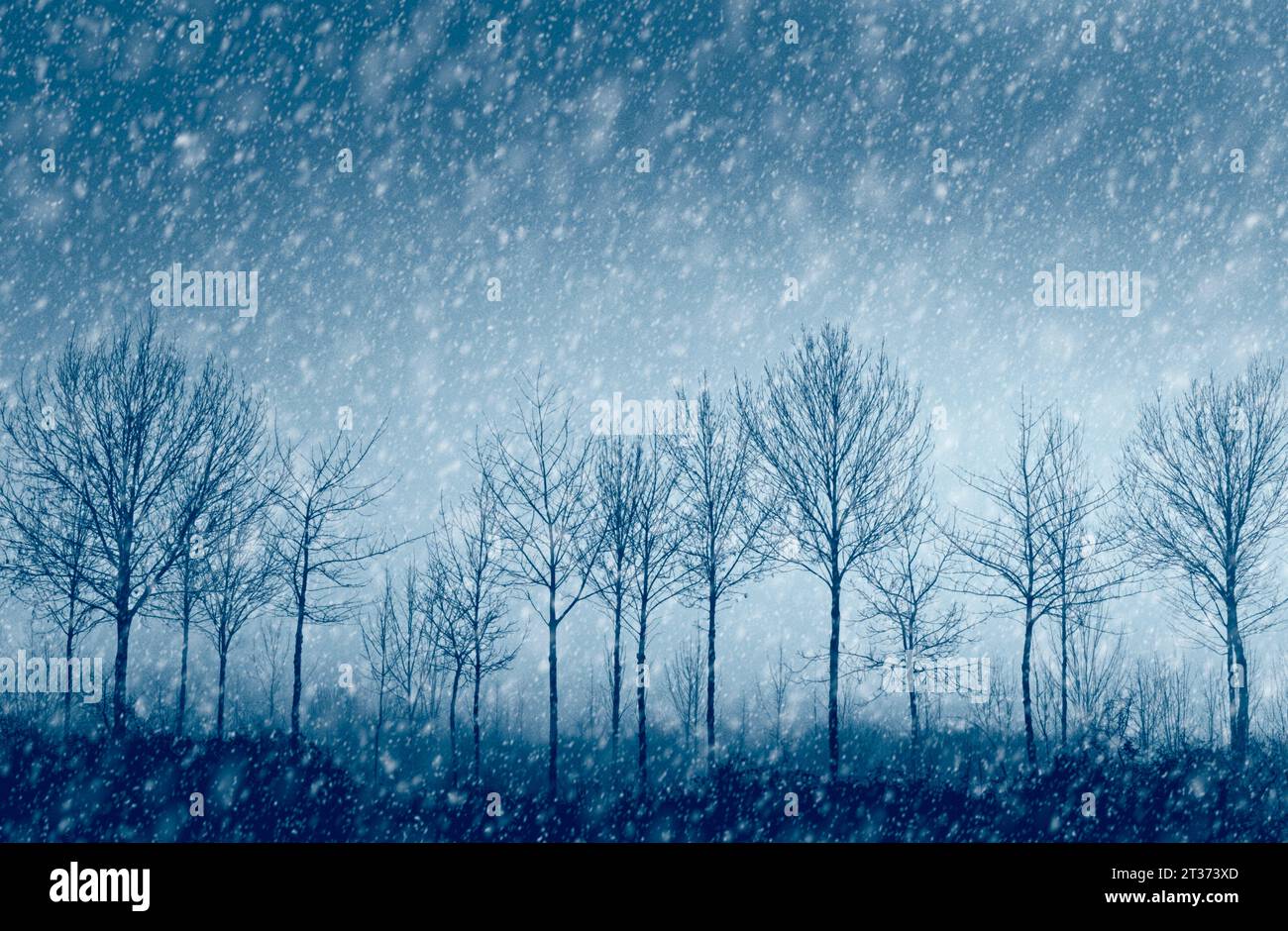 sagoma degli alberi e tempesta di neve invernale. Concetto invernale. Foto Stock