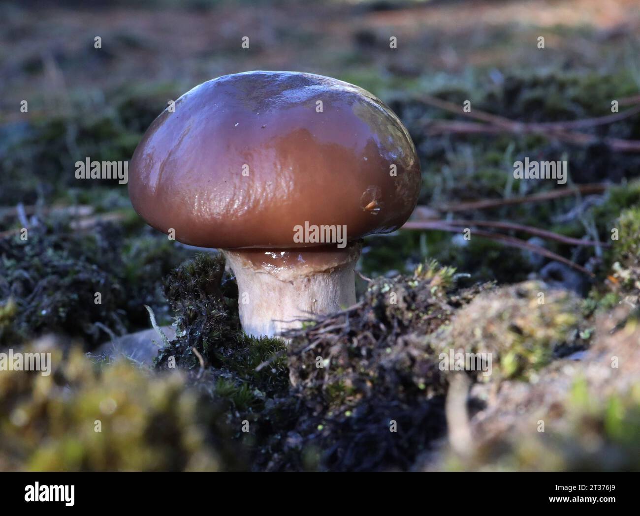 22.10.2023/Sachsen Anhalt Sachsen-Anhalt Goitzsche Pilz Speisepilze essbar eßbar Butterpilz oder butter-Röhrling Suillus luteus *** 22 10 2023 Sassonia Anhalt Goitzsche funghi funghi commestibili funghi burro fungo o burro bolo Suillus luteus credito: Imago/Alamy Live News Foto Stock