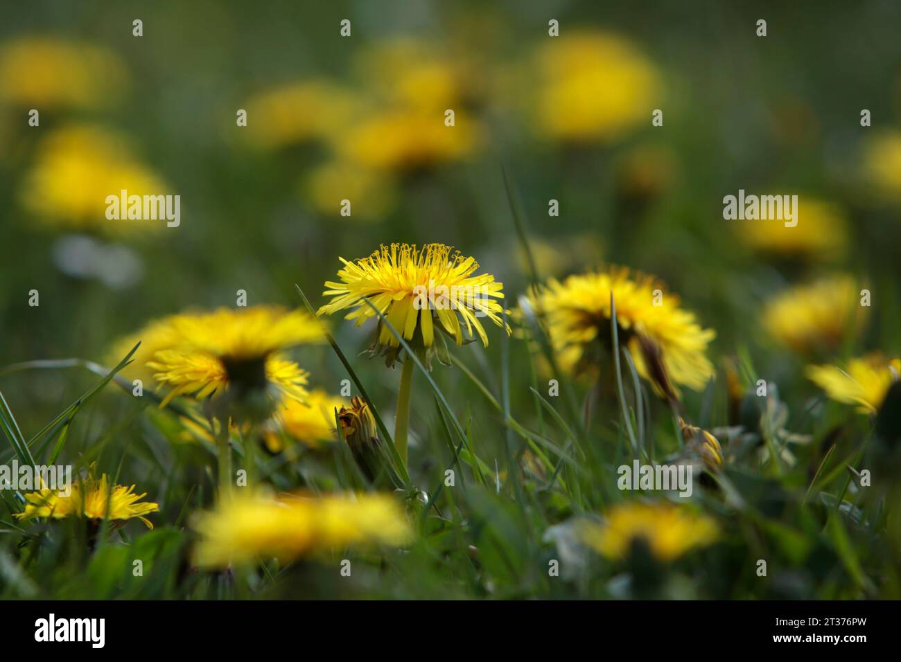 In primavera, i dalli in fiore gialli su un prato Foto Stock