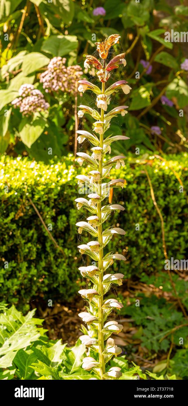 Fiori nei giardini botanici della città di Brisbane, Queensland, Australia Foto Stock