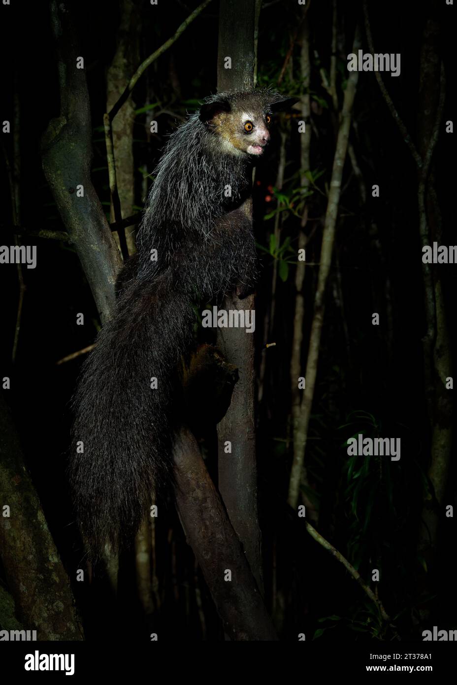 Aye-aye - Daubentonia madagascariensis long-fingered lemur notturno, strepsirrina primate nativo del Madagascar con denti roditori che perpetua Foto Stock