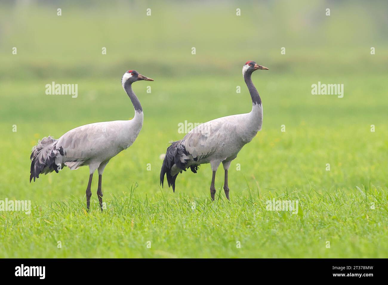 Gru, gru comune (Grus grus) coppia in piedi in un prato in autunno, Rehdener Geestmoor, Parco naturale Duemmer, bassa Sassonia, Germania Foto Stock