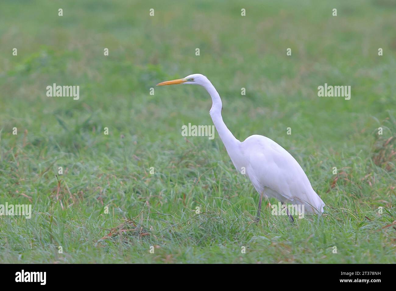 Grande egretta (Egretta alba), foraggiamento in un prato, Lembruch, Parco naturale Duemmer, bassa Sassonia, Germania Foto Stock