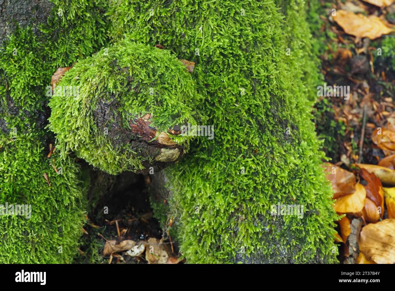 Figura simile a un animale sul tronco di albero muschiato, Assia, Germania Foto Stock