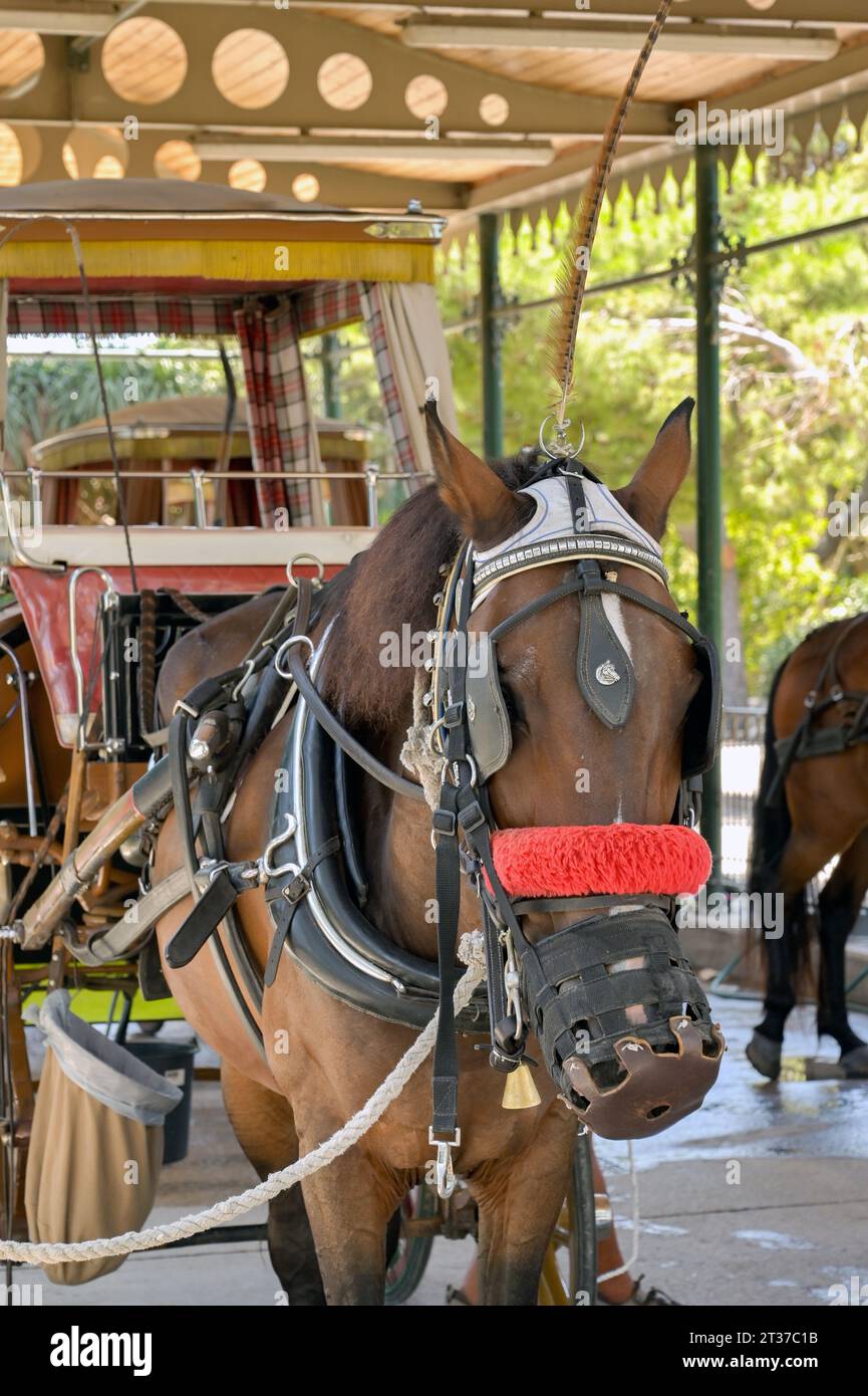 Mdina, Malta, 4 agosto 2023: Cavallo con i blinker in attesa sotto un baldacchino per portare i turisti in un giro in carrozza intorno a Mdina Foto Stock