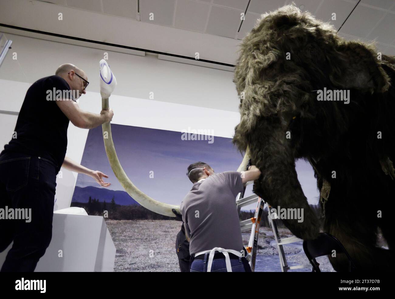 New York, Stati Uniti. 3 gennaio 2023. I lavoratori assemblano la testa, le zanne e altri ultimi aggiustamenti mentre completano l'installazione di un modello a grandezza naturale di un mammut lanoso, uno dei giganti dell'era glaciale, presso l'American Museum of Natural History di New York City lunedì 23 ottobre 2023. Il Mammoth lanoso a grandezza naturale arriva a New York come parte della nuova mostra, The Secret World of Elephants, che aprirà il 13 novembre. Foto di John Angelillo/UPI Credit: UPI/Alamy Live News Foto Stock