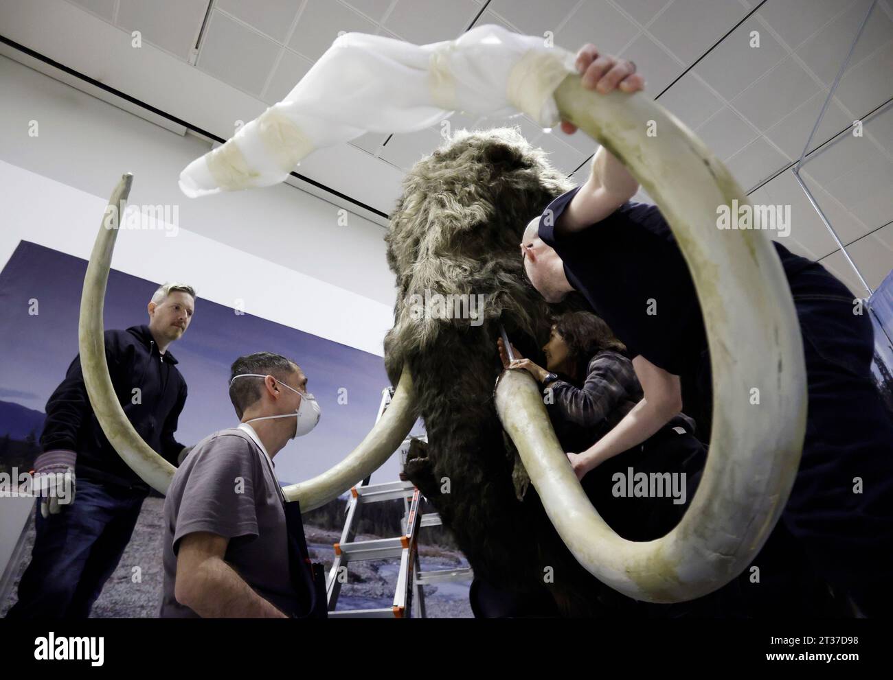New York, Stati Uniti. 3 gennaio 2023. I lavoratori assemblano la testa, le zanne e altri ultimi aggiustamenti mentre completano l'installazione di un modello a grandezza naturale di un mammut lanoso, uno dei giganti dell'era glaciale, presso l'American Museum of Natural History di New York City lunedì 23 ottobre 2023. Il Mammoth lanoso a grandezza naturale arriva a New York come parte della nuova mostra, The Secret World of Elephants, che aprirà il 13 novembre. Foto di John Angelillo/UPI Credit: UPI/Alamy Live News Foto Stock