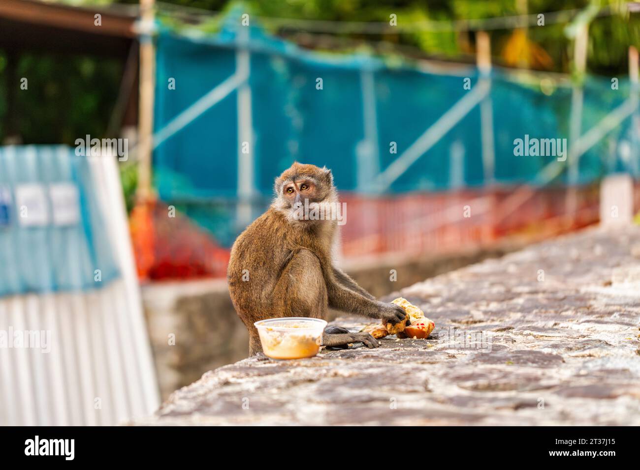 Un macaco dalla coda lunga mangia del cibo lasciato su un muro da un operaio edile, Singapore Foto Stock