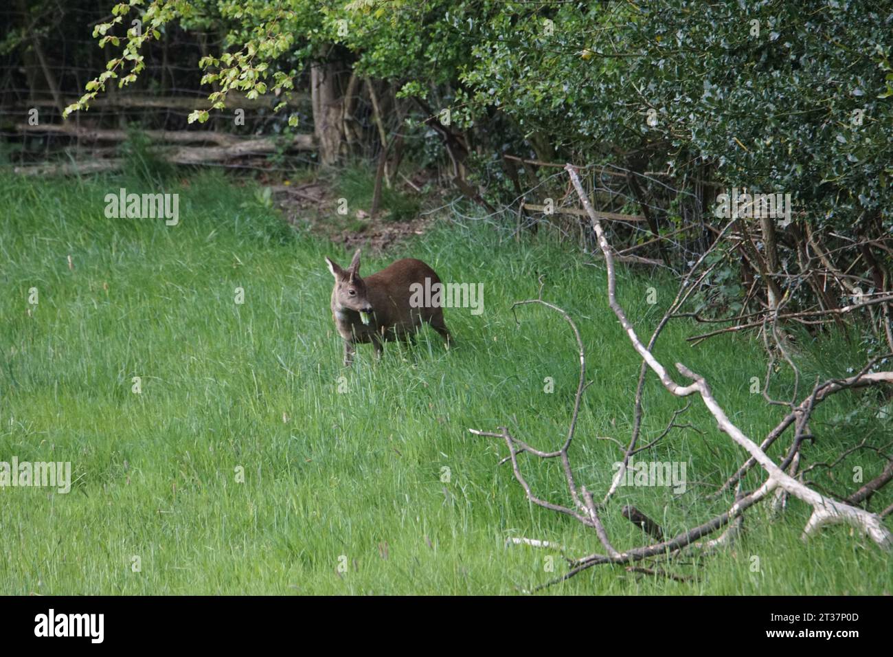 Un raro Unicorn Roe Deer with One Antler, South Craven District, North Yorkshire, Inghilterra, Regno Unito Foto Stock