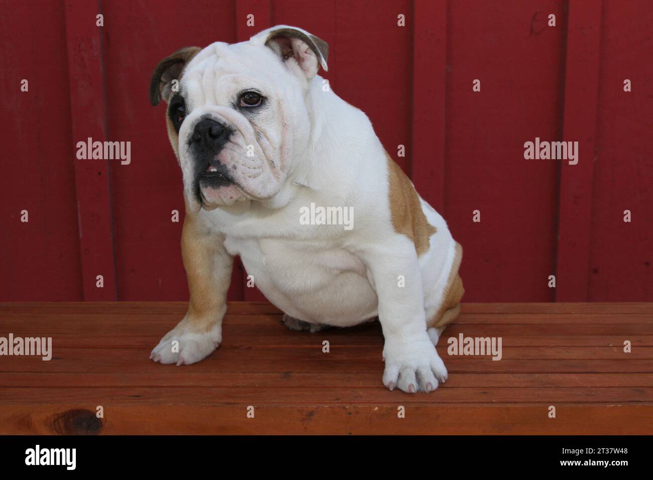 Bulldog inglese seduto su una panchina contro un muro rosso della stalla Foto Stock