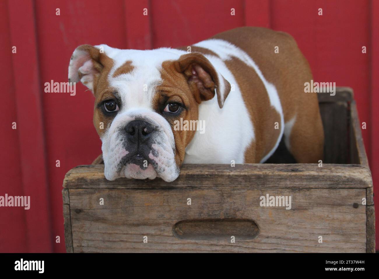 Bulldog inglese in una scatola contro un muro di stalla rossa. Foto Stock