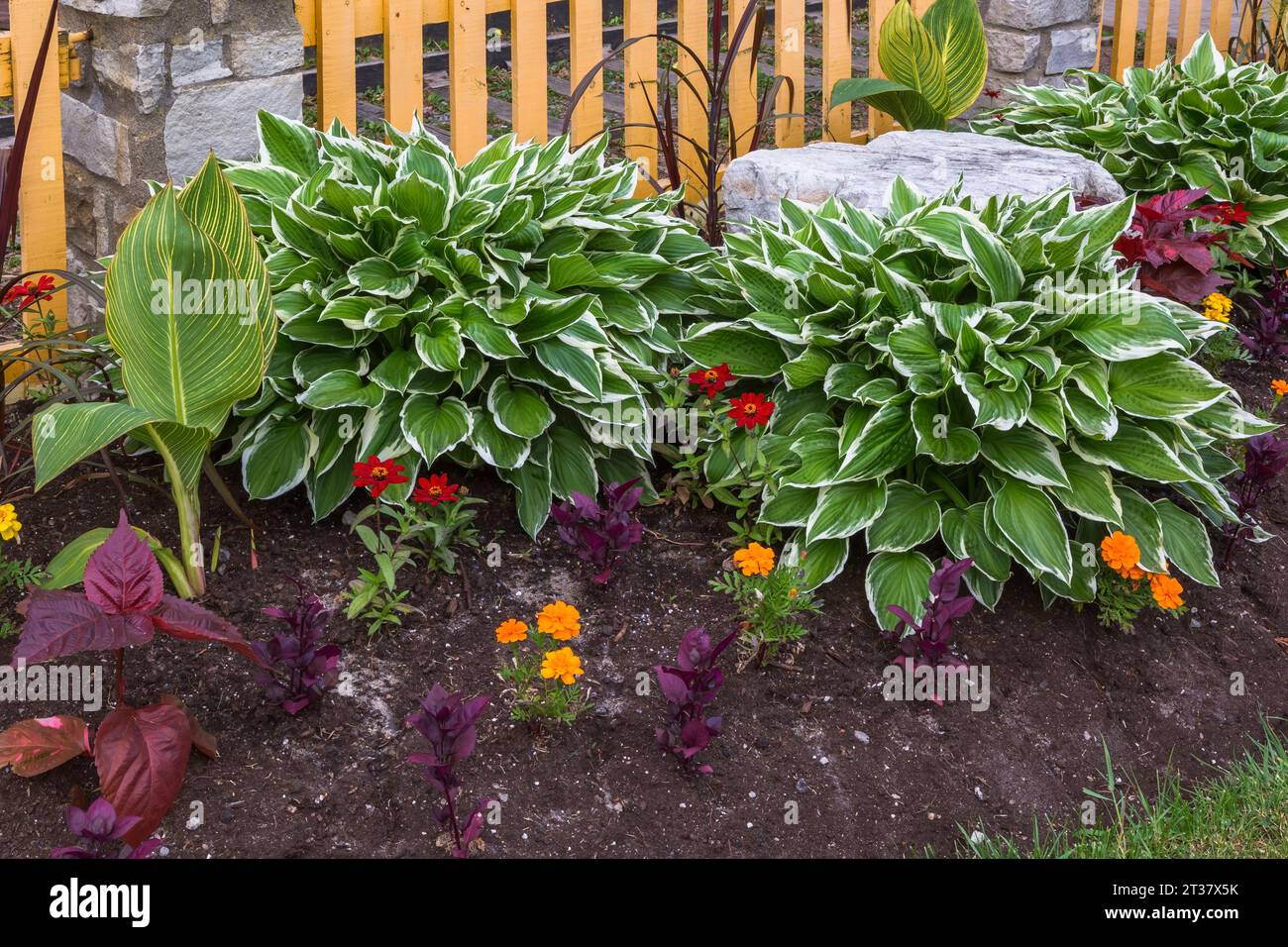 Hosta "Shade Fanfare", Zinnia rossa, Tagetes arancioni - Marigold, canna - Indian Shot, Solenostemon rosso cremisi - Coleus al confine in primavera. Foto Stock