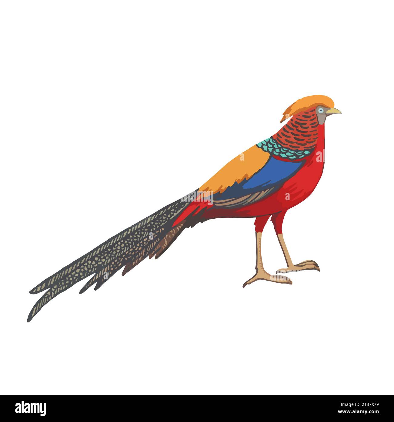 Fagiano d'oro. Illustrazione vettoriale, isolata su sfondo bianco Illustrazione Vettoriale