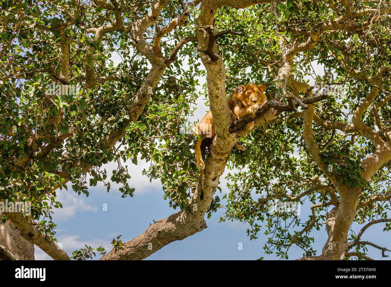 Tree Climbing lion (Panthera leo) di appoggio in una struttura ad albero nel settore Ishasha del Parco Nazionale Queen Elizabeth, Kanungu District, Regione Occidentale, Uganda Foto Stock