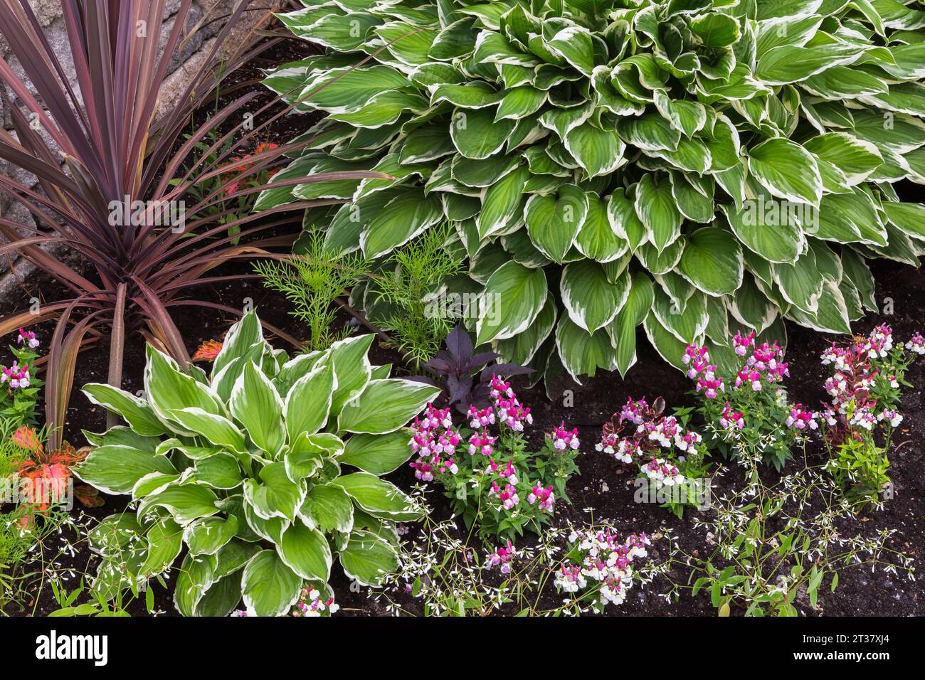 Hosta "Shade Fanfare", Cordyline "Coral" - Cabbage Palm, Antirrhinum majus rosa e rossa - Snapdragon in Border in primavera. Foto Stock