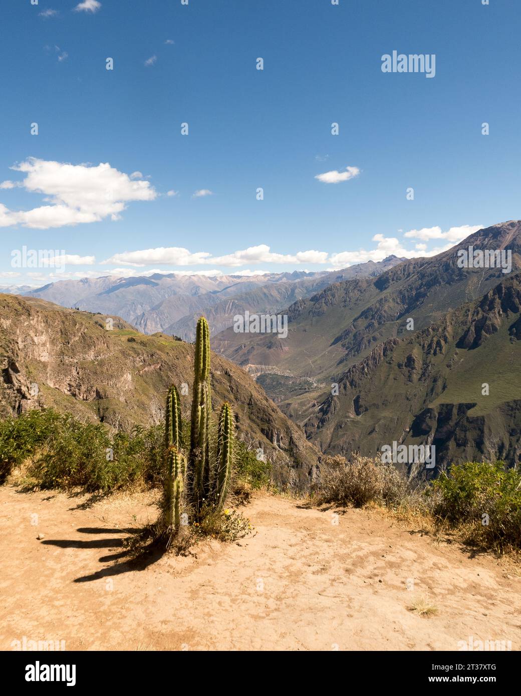 Cactus sul lato di una strada sopra un canyon. Foto Stock