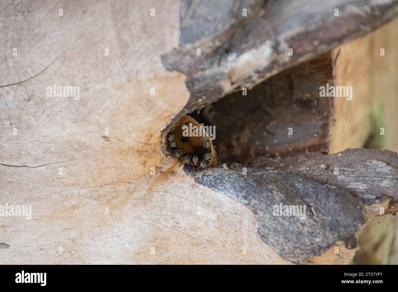 Primo piano dell'ingresso di un nido di ape melipona sul tronco di un albero. Questo insetto produce miele di alta qualità, polline e propoli per medicina Foto Stock